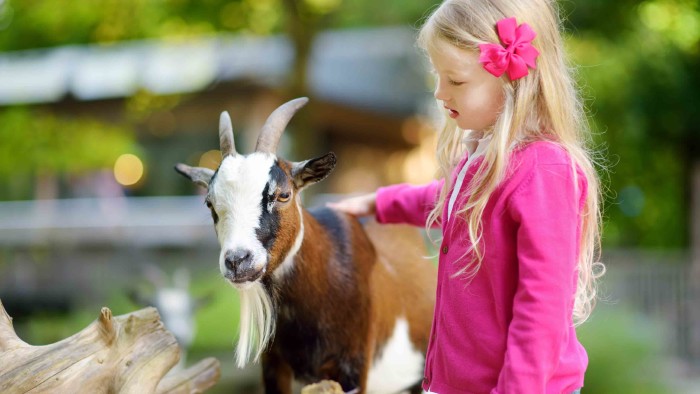 Bei den Bauernhoferlebnistagen lernen die Kinder jeden Tag Neues über Tiere. © MNStudio - stock.adobe.com, AK Stmk Mädchen streichelt Ziege